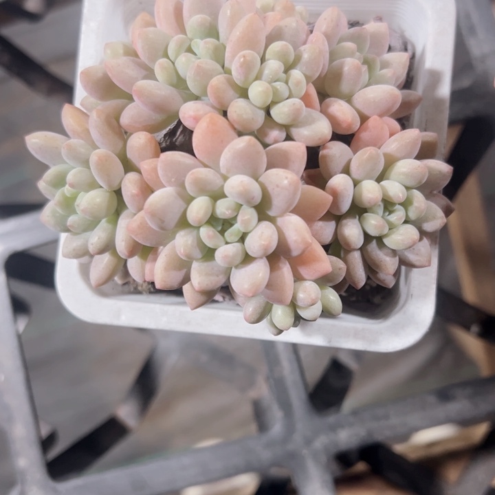 鱼子酱精品多肉植物大战