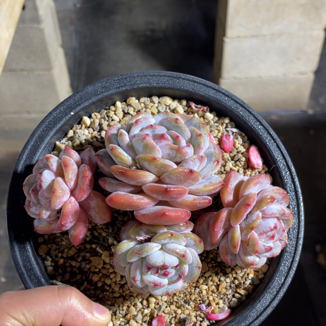 一物一拍不支持退换