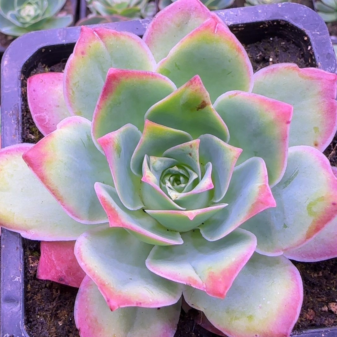 8厘米红色玫瑰11242757572