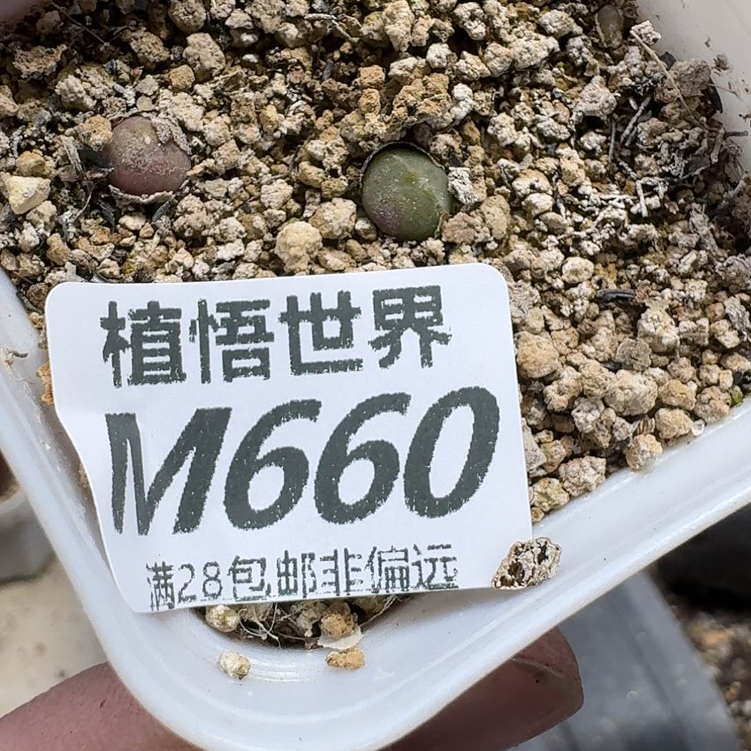 多肉植物的人生发发fh