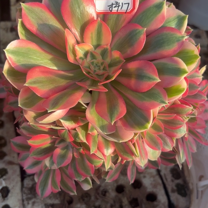 粉仙多肉法师不包损17