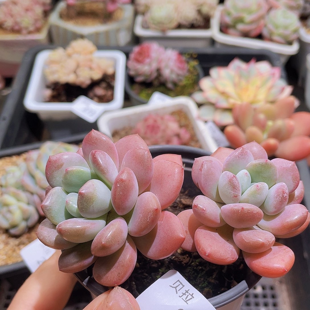 279 精品多肉一物一拍