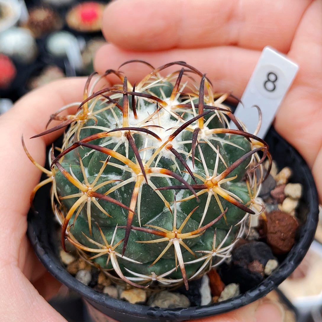 非偏远地区满25包邮仙人球