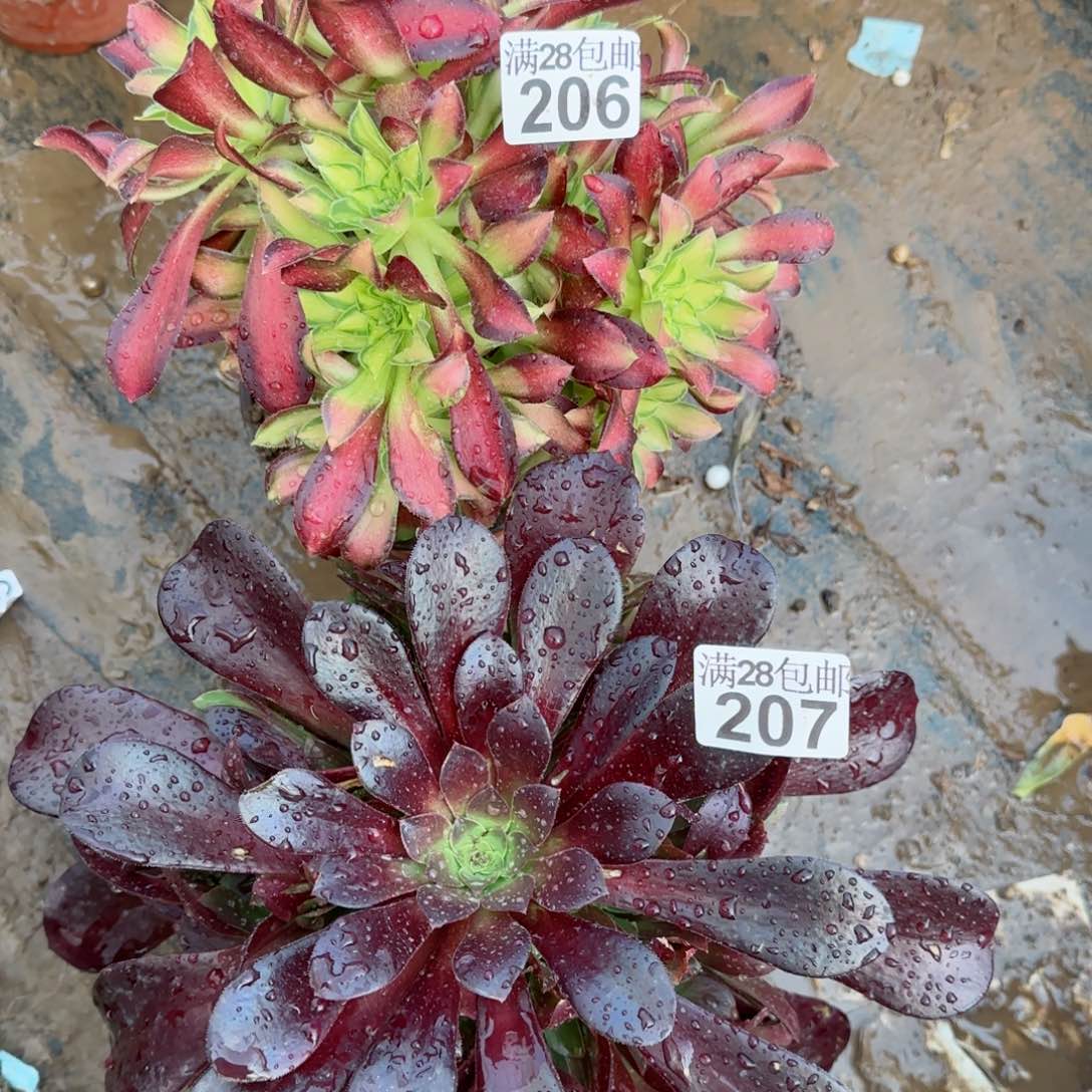 韶华和梅花博迪多肉206+207