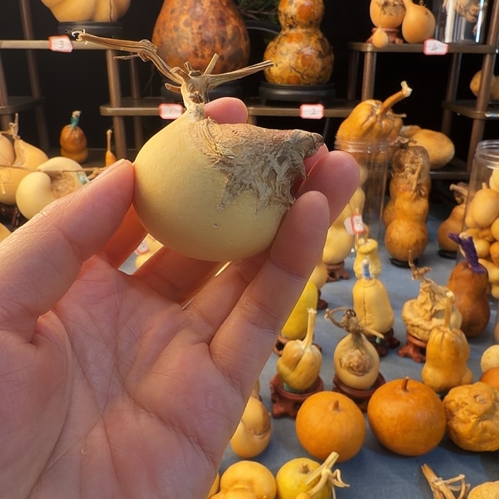 自***乐大叶紫檀（黑酸枝木类）