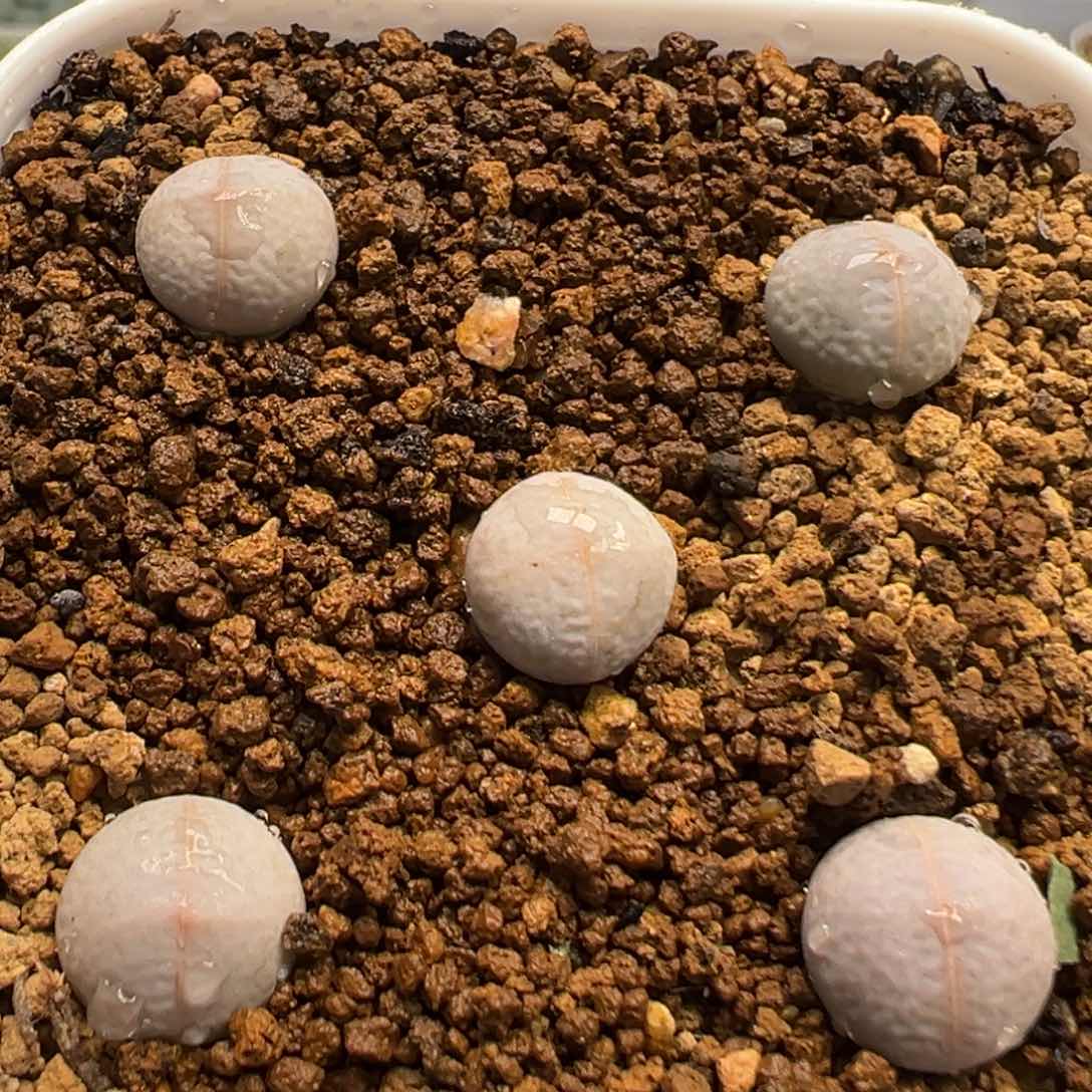 81多肉植物百科高尔夫