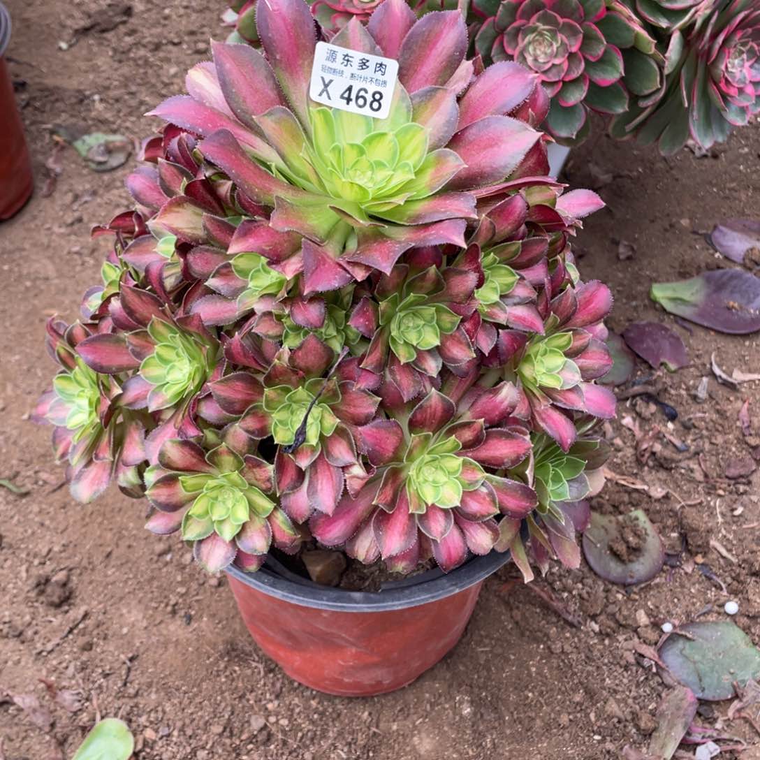 468韶华多肉法师断枝不包