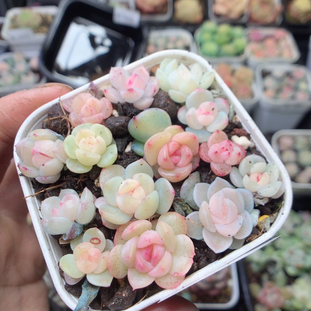 无花朵E106 yyyyyyyyyy