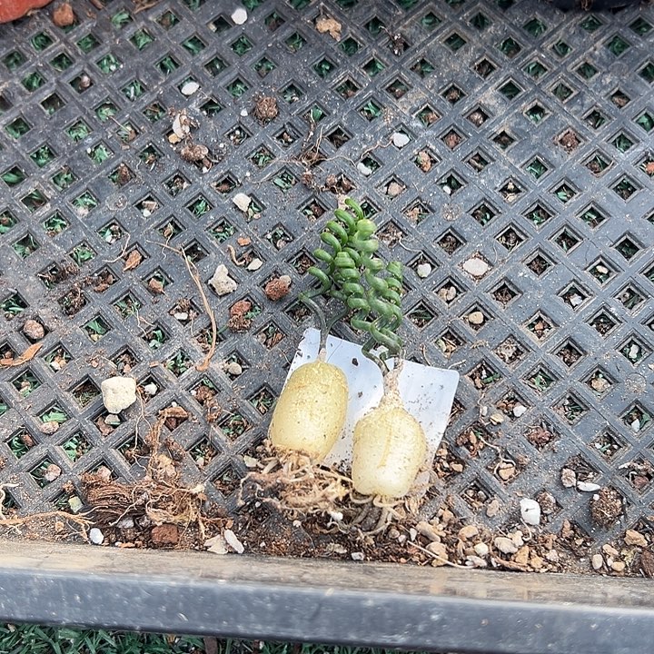 两颗钢丝，013，一物一拍