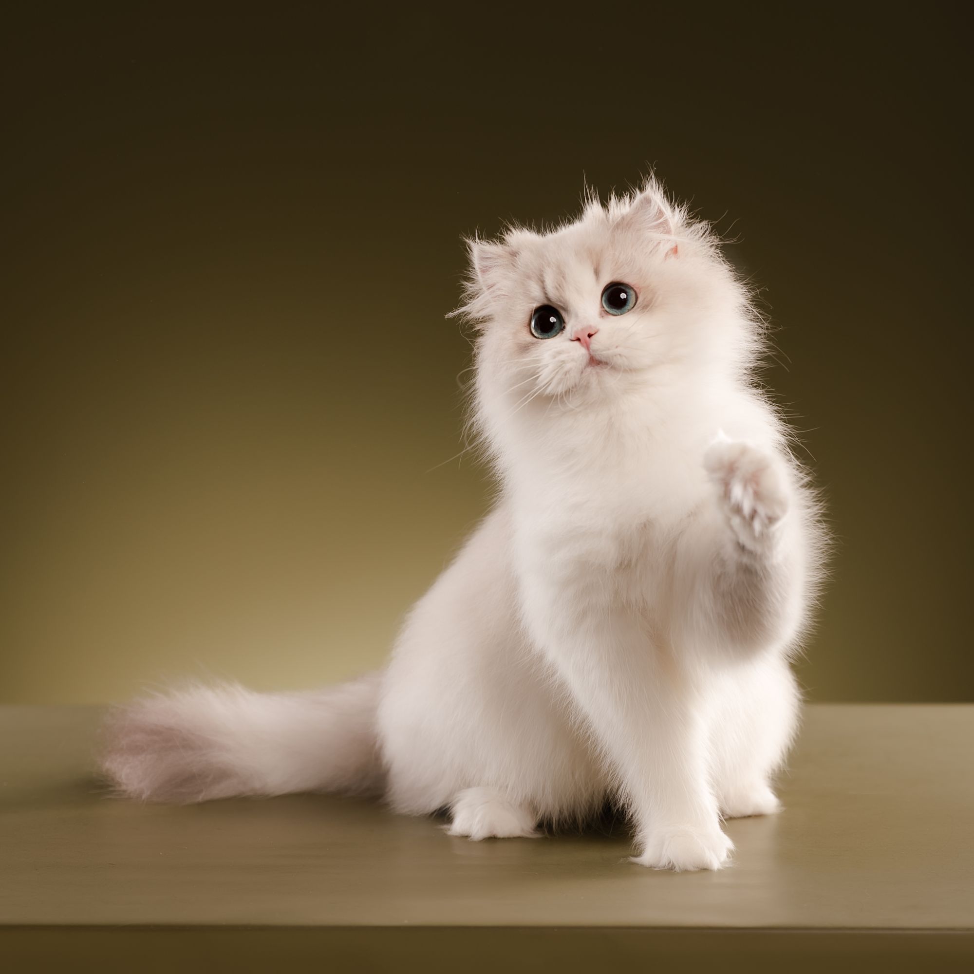 Velvet paw凯莉-蓝山双布偶妹妹宠物猫咪全款链接