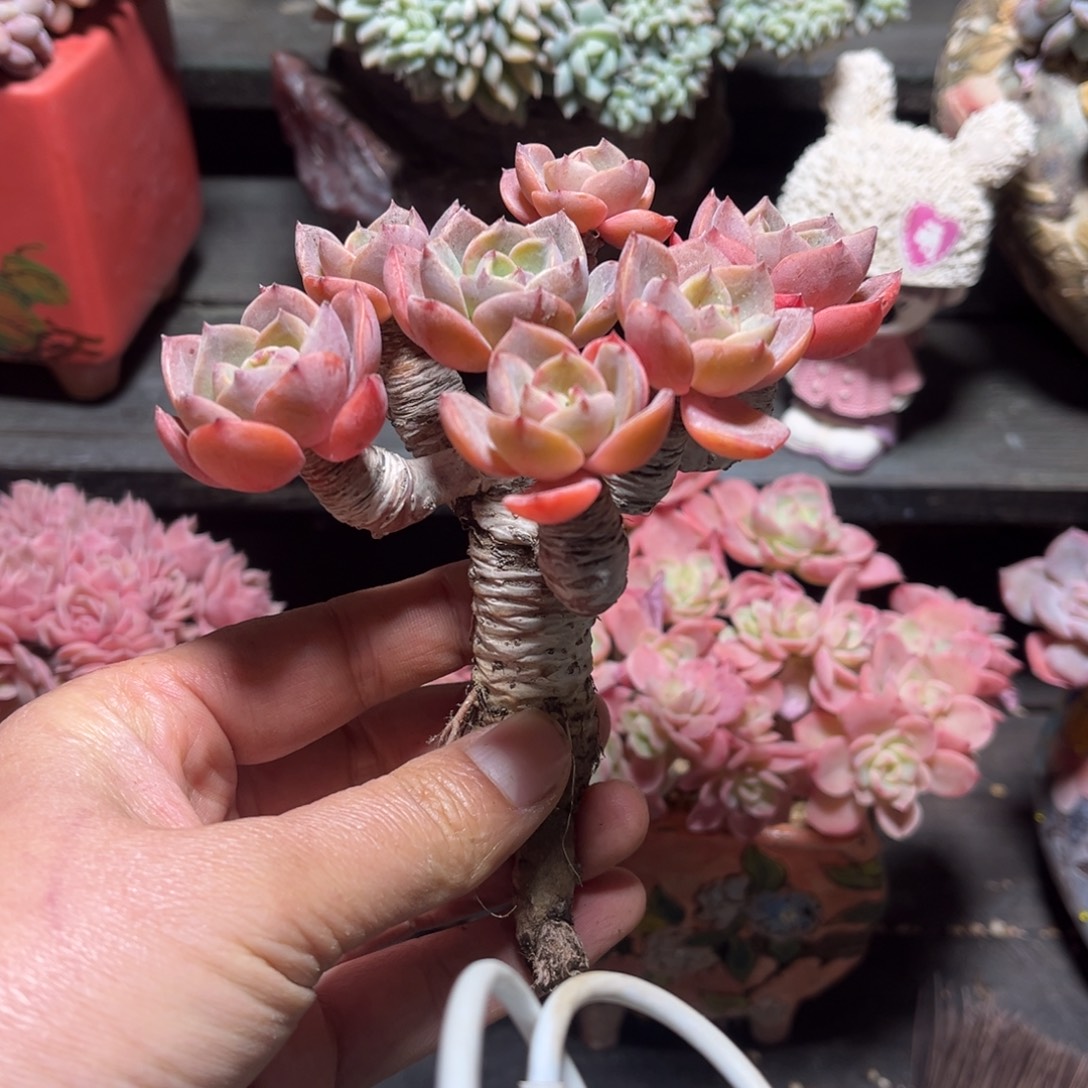 蓝王子老桩自然群