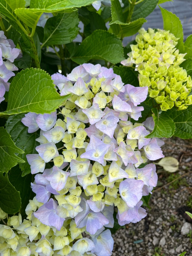 天之蓝绣球梦幻多色（已发货拒绝无理由退货退款或拒签）