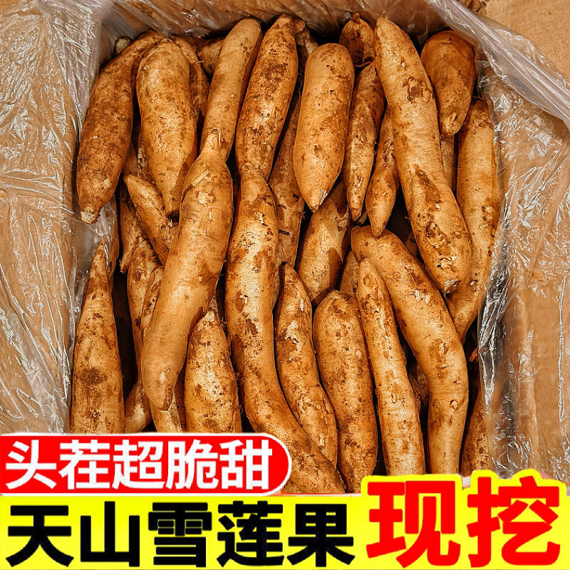 细长果 云南天山雪莲果现挖现发应季水果脆甜多汁新鲜5/9斤