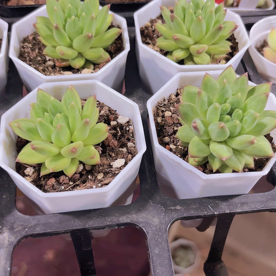 精品甲骨文多肉植物