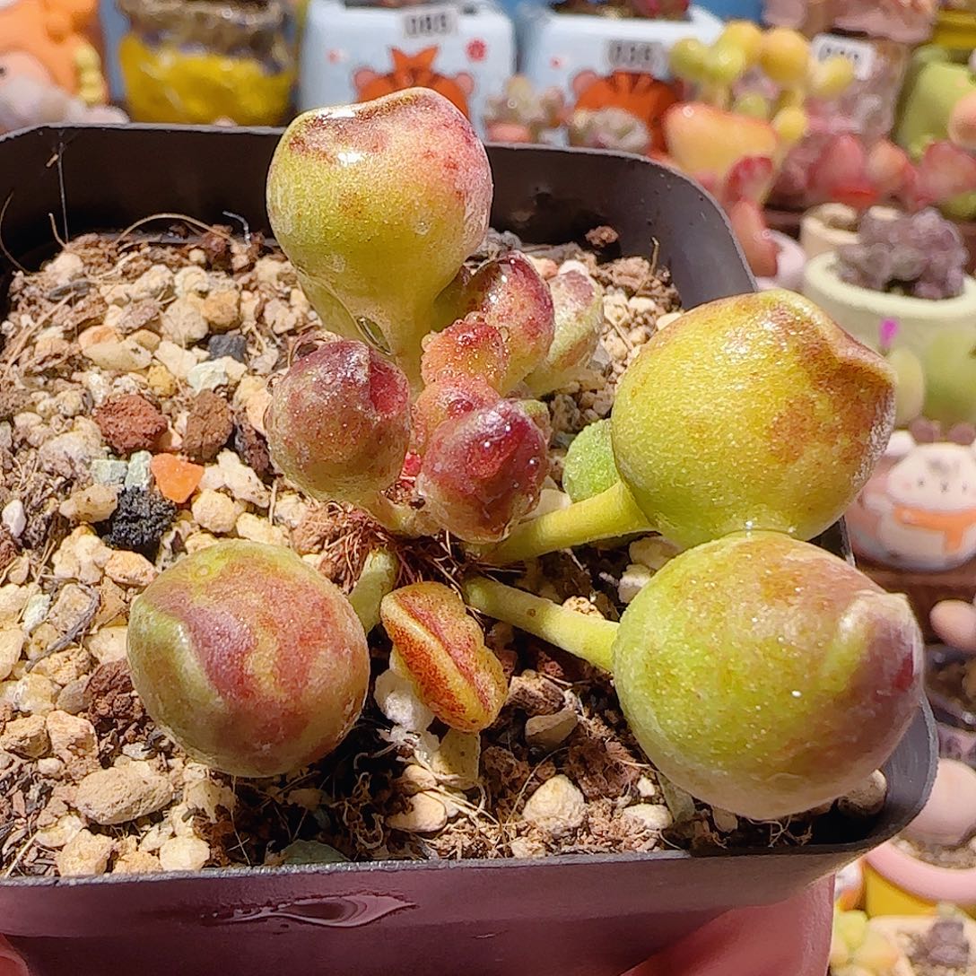 T猫耳鼓槌盆口7cm