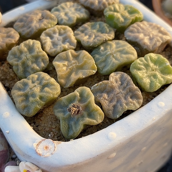 大方烧一颗。     
