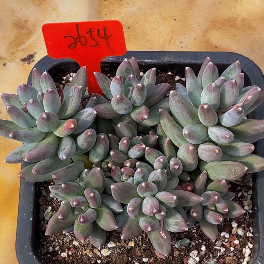 2654号上午多肉植物群生多肉植物