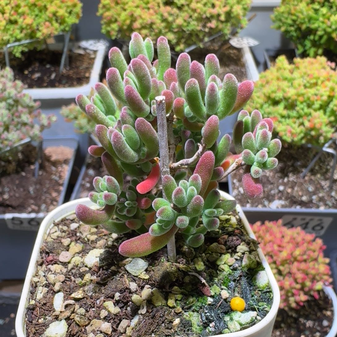 -***-不知名实生杂交枝干