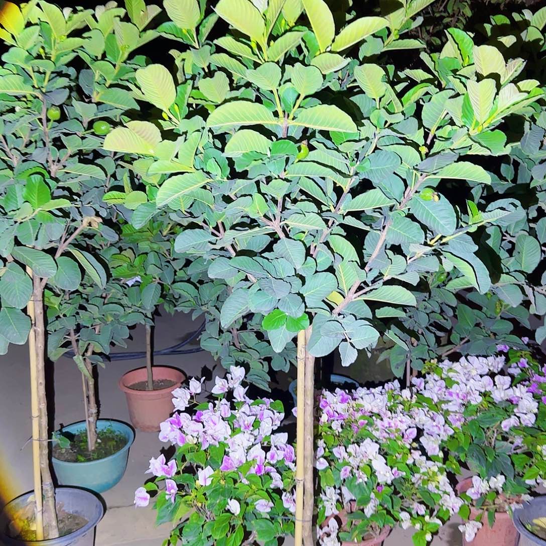 用***3无花朵果树11111111111111