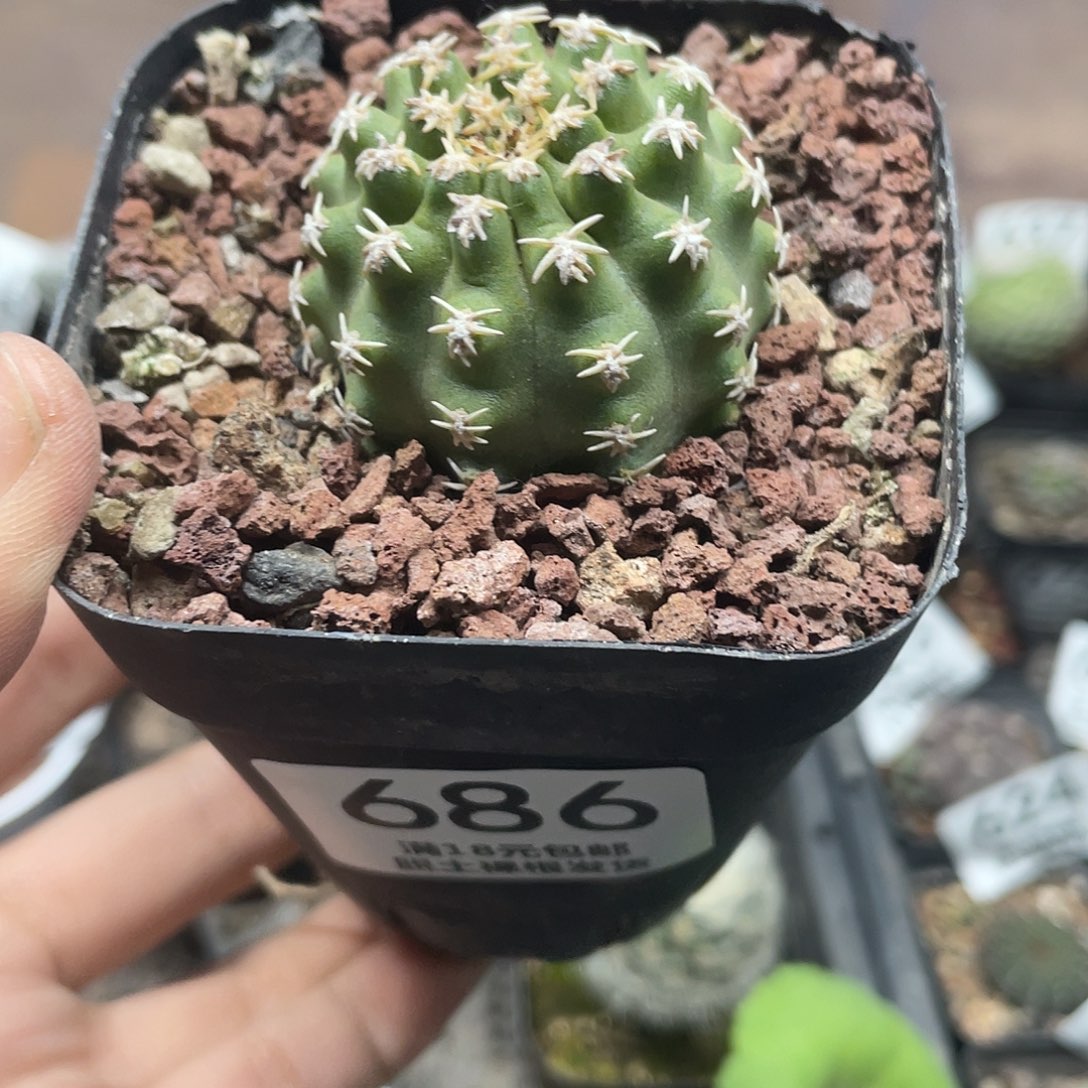 686七巧柱仙人球植物