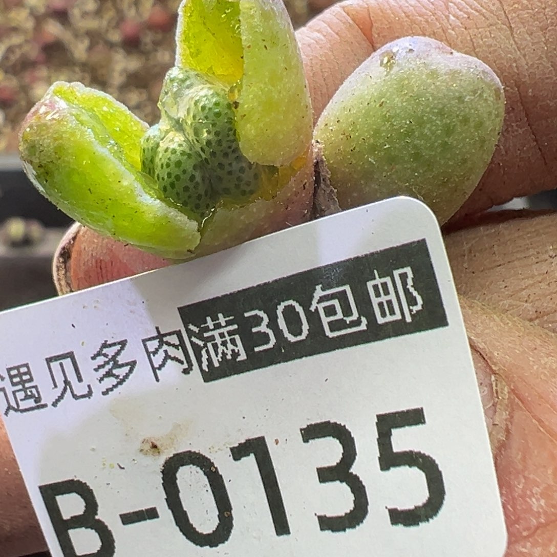 多肉植物11111111111111