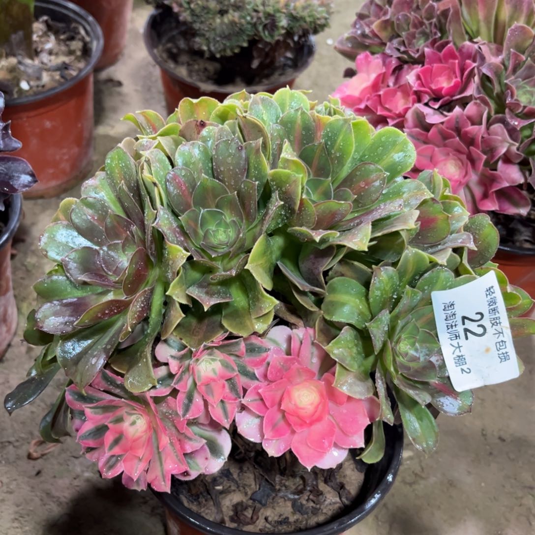 22粉女巫阴阳多肉植物法师