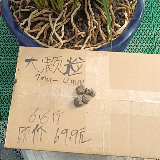 路***过兰菌黑山土大颗粒6.6斤