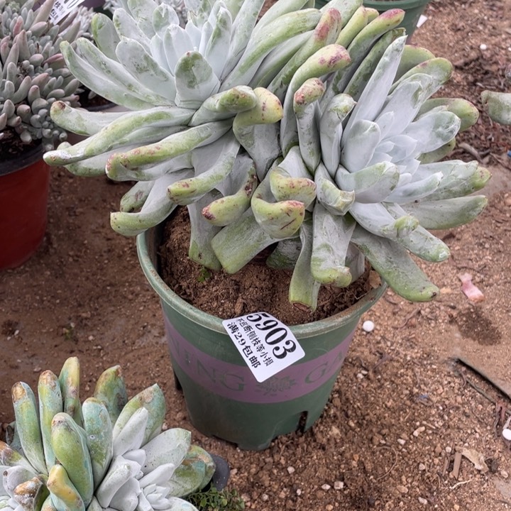 霑**草903号拇指多肉植物