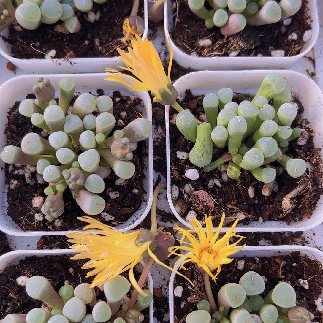 五十铃玉19包邮多肉植物