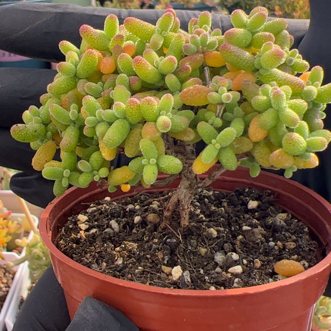 多肉植物枝干金桔