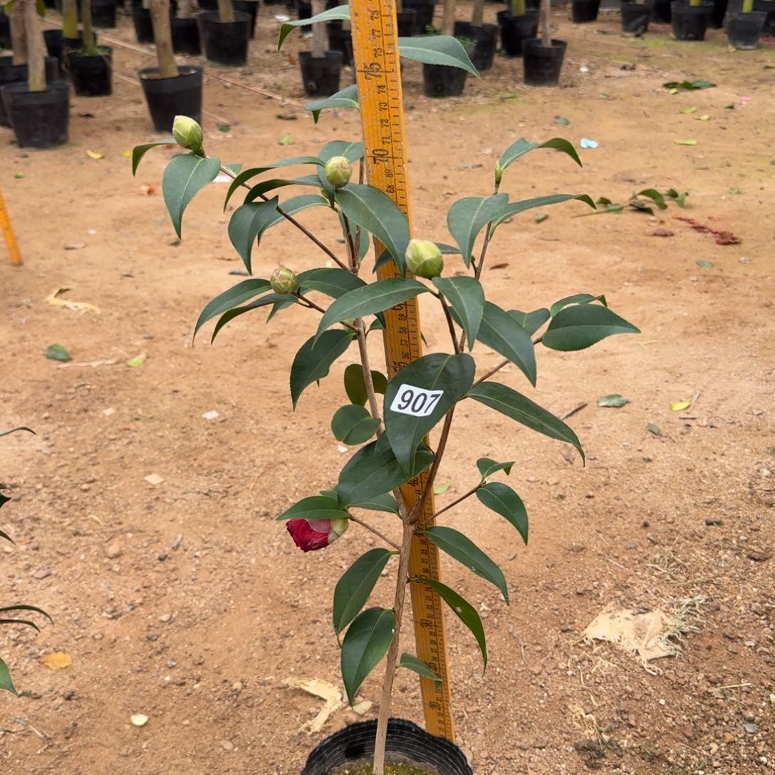 少量花朵（建议范围：2朵-5朵 或40%以下）907圣诞帽