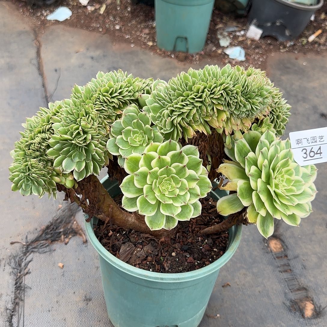 梦***见364多肉 伊丽莎白缀法师