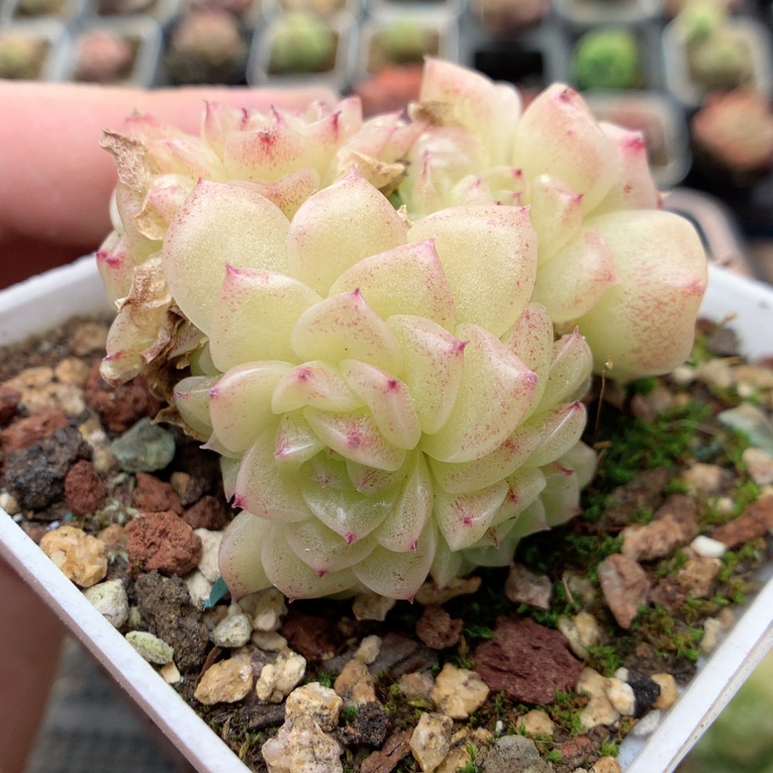 C56定繁编号麦杆D04