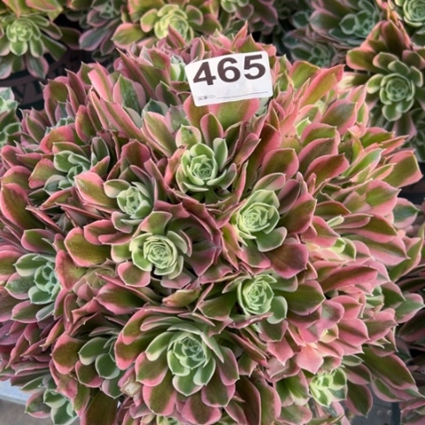 465白凤30厘米左右