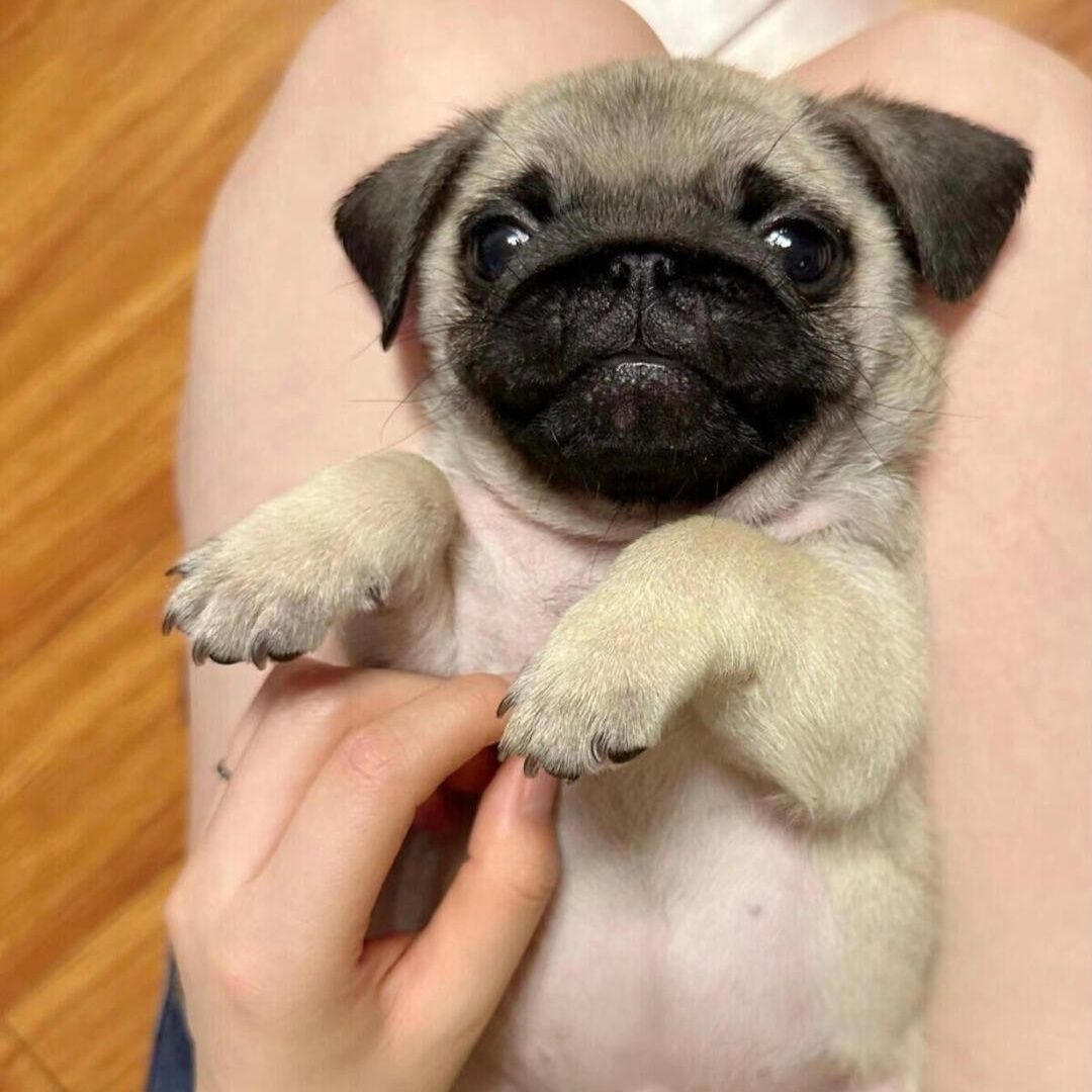 巴哥活物幼犬短腿八哥迷你黑脸家养小型犬巴哥憨厚狗狗宠物狗