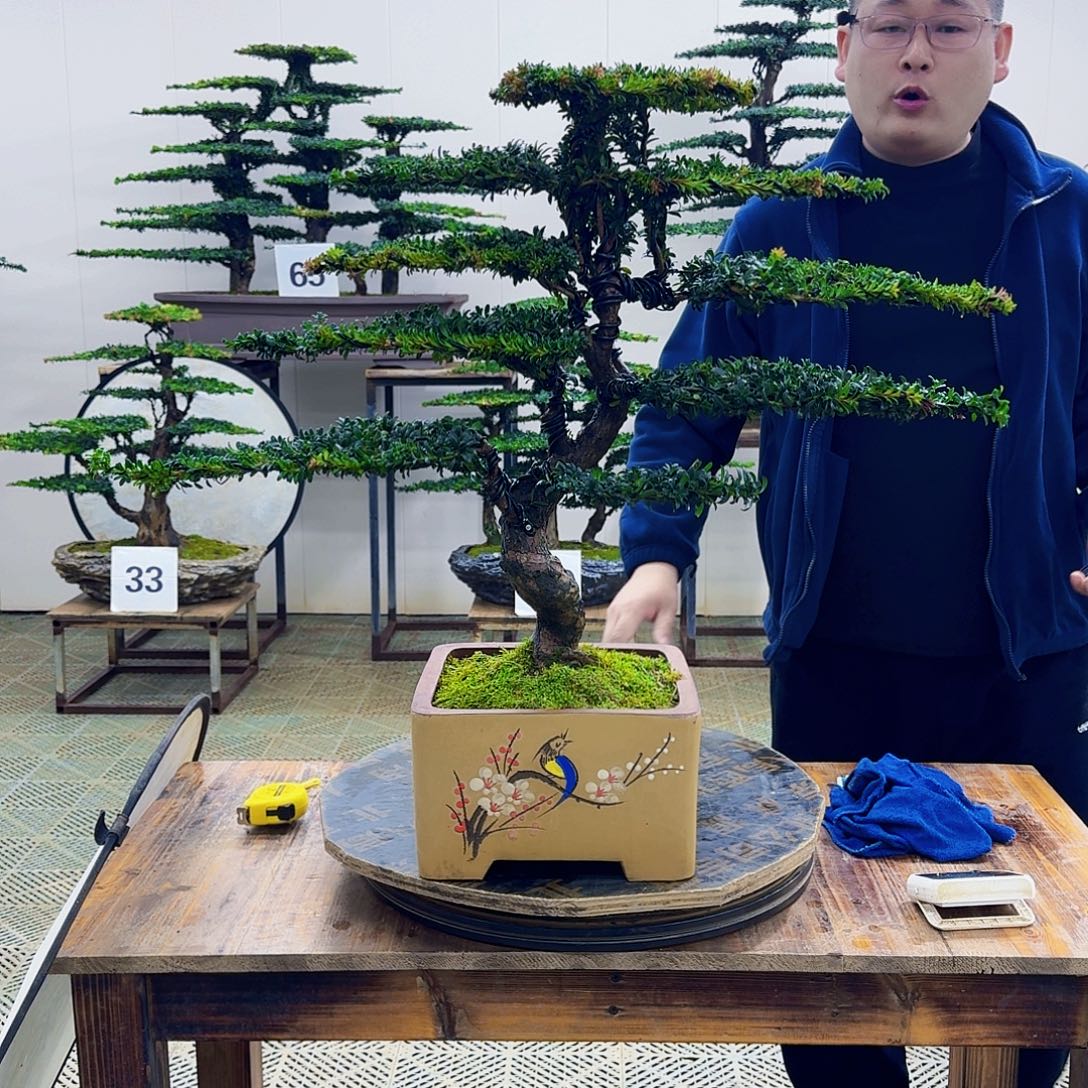 无花朵珍珠红芽罗汉松造型盆景