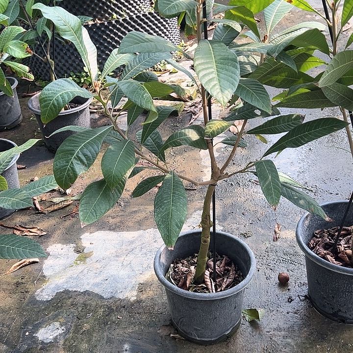 吃*12445555555555苗