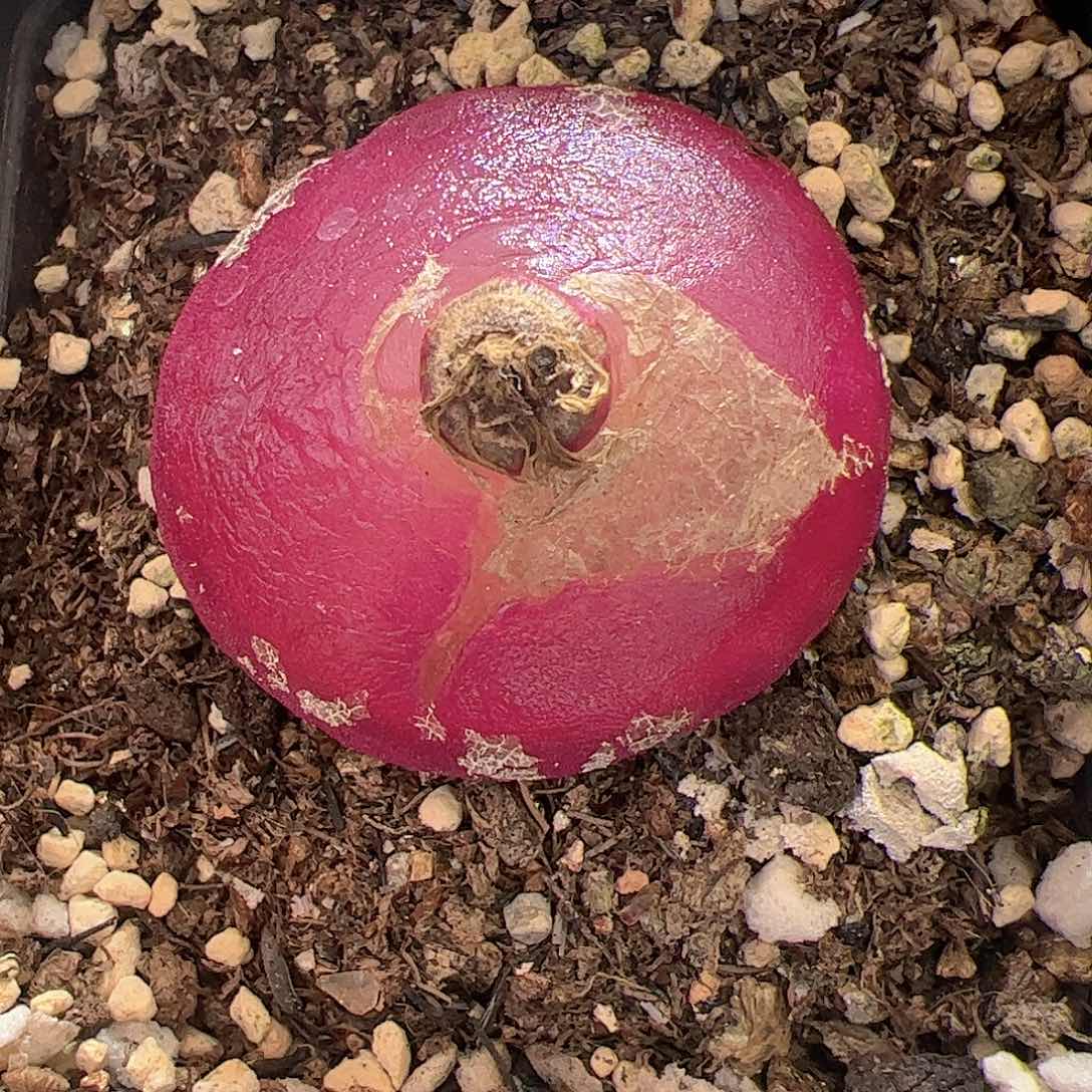 【闪购商品】318 福利灯泡 