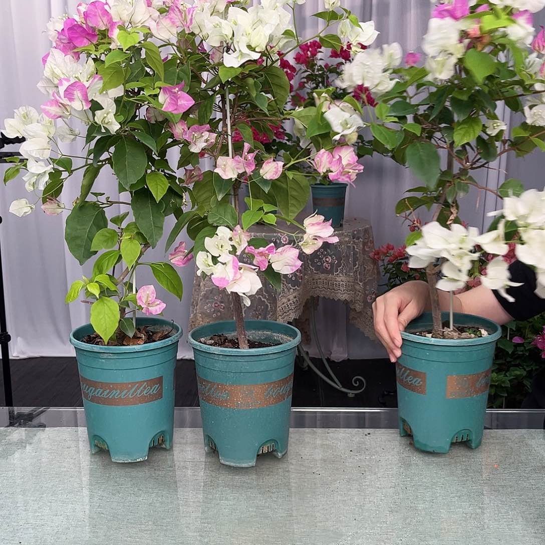 大部分开放少量花苞椰子冰带竹一颗