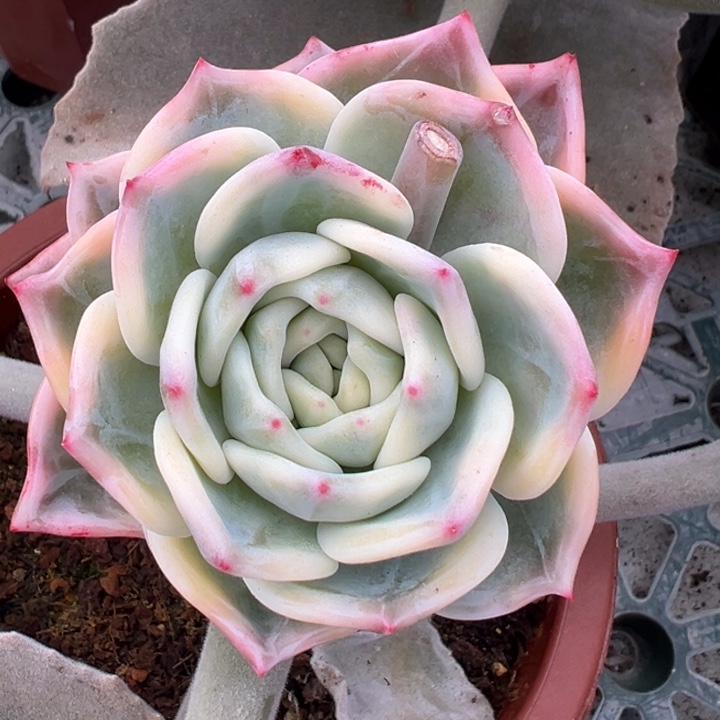 伊丽莎白锦一物一拍锦龙