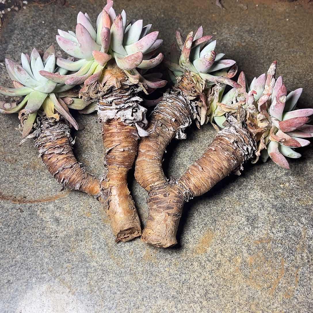 梵**艺瑕疵特价不售后两和