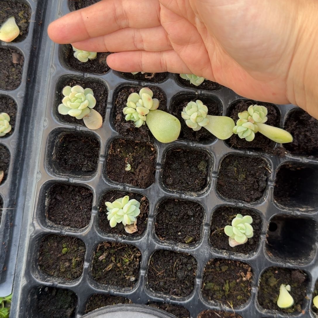 纸鸢穴外棚地上一个满25包邮