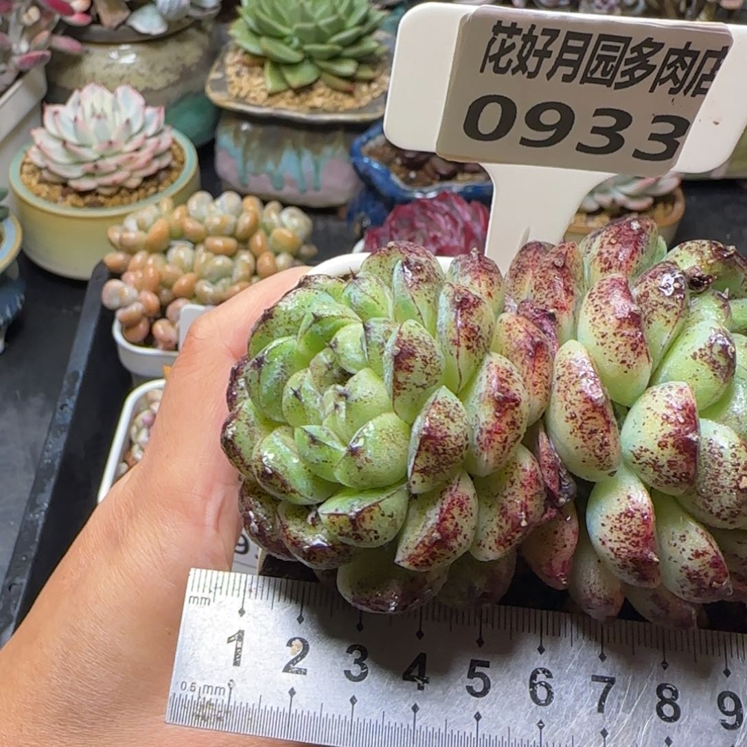 多肉植物0933………………