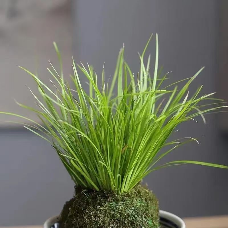 菖蒲苔藓球四季常绿好养易活办公桌鱼缸造景室内