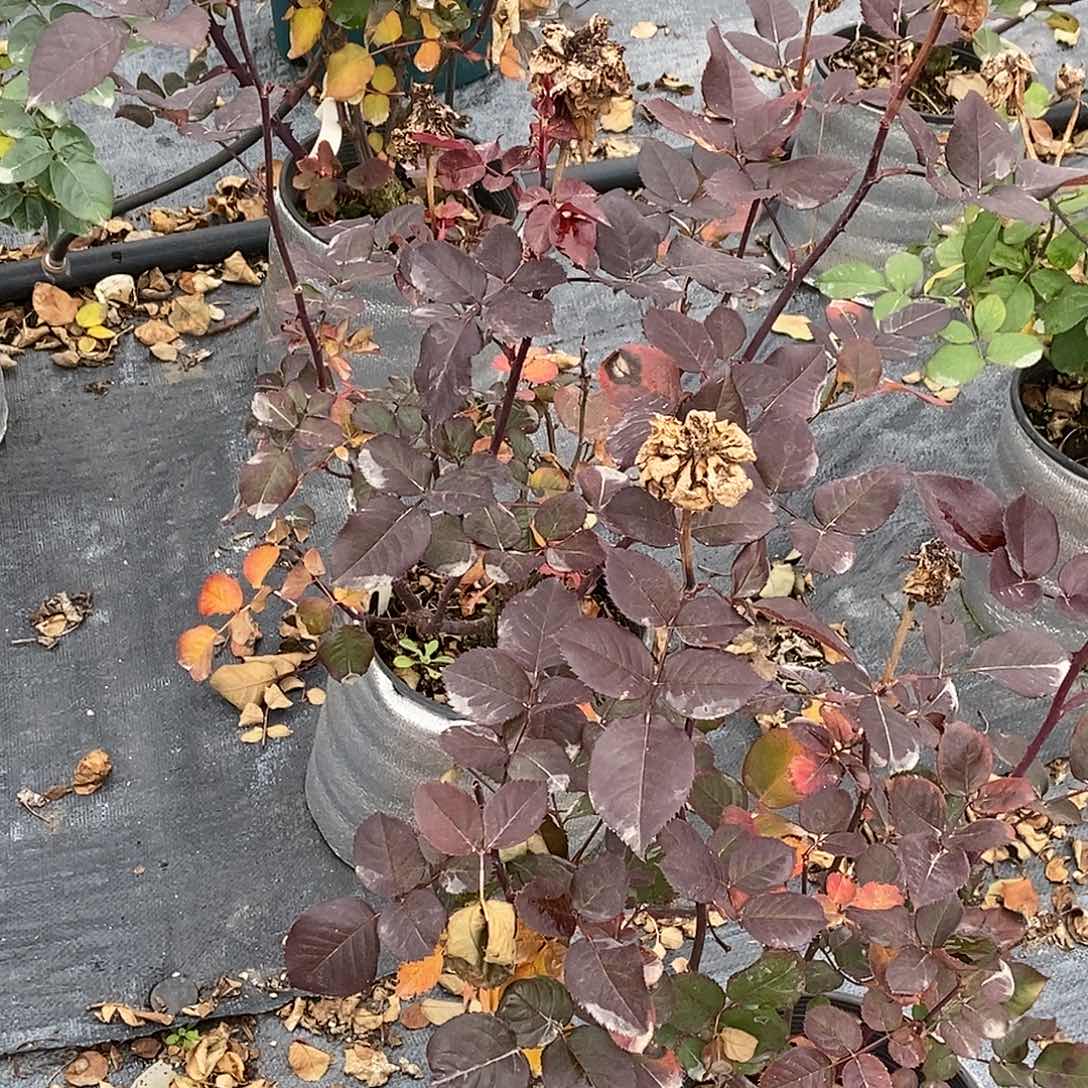 无花朵闺蜜两加仑裸根