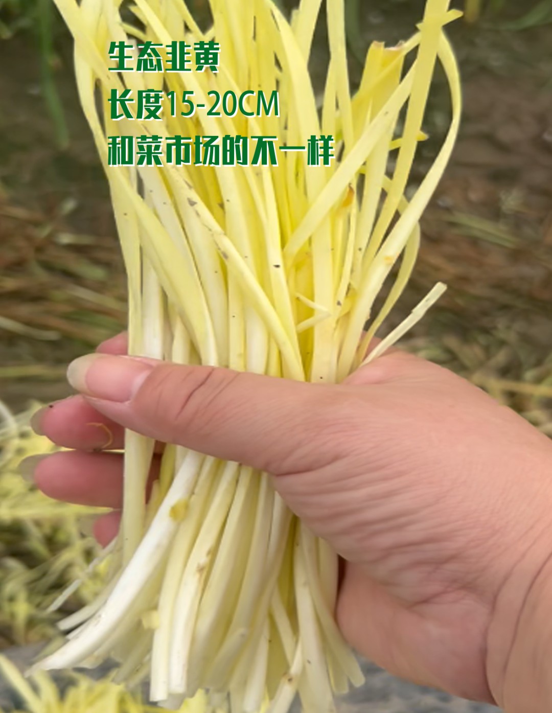 常熟本地新鲜现采现发韭黄