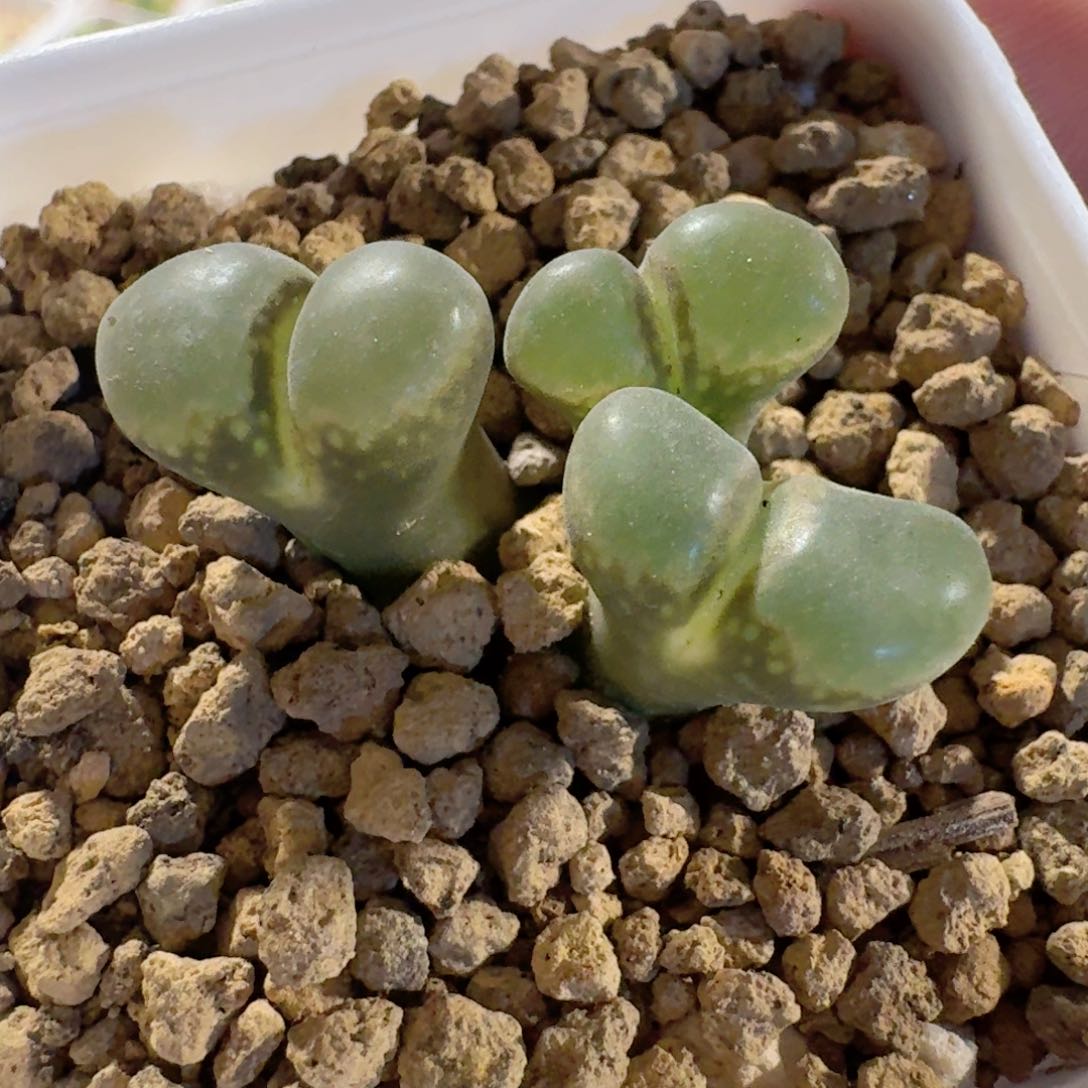 脱土发货...................