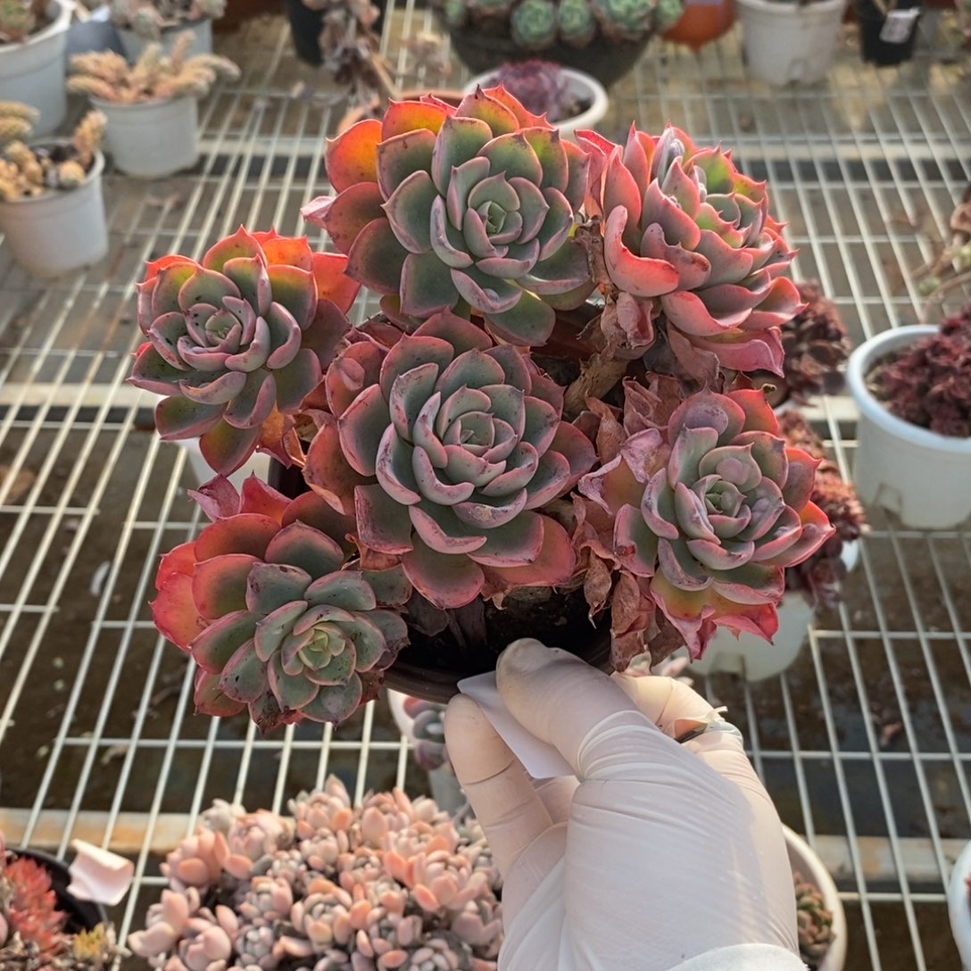 星***L421雨滴多头老桩一物一拍