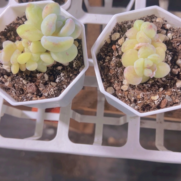 望***安冰玉石化多肉植物