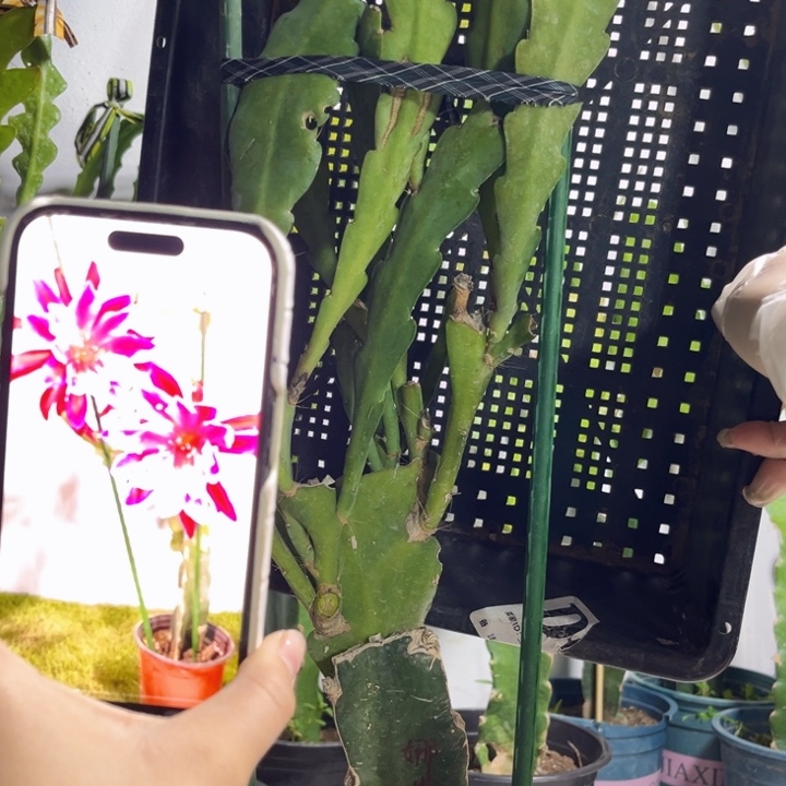 当前无花栽培后可以开花544
